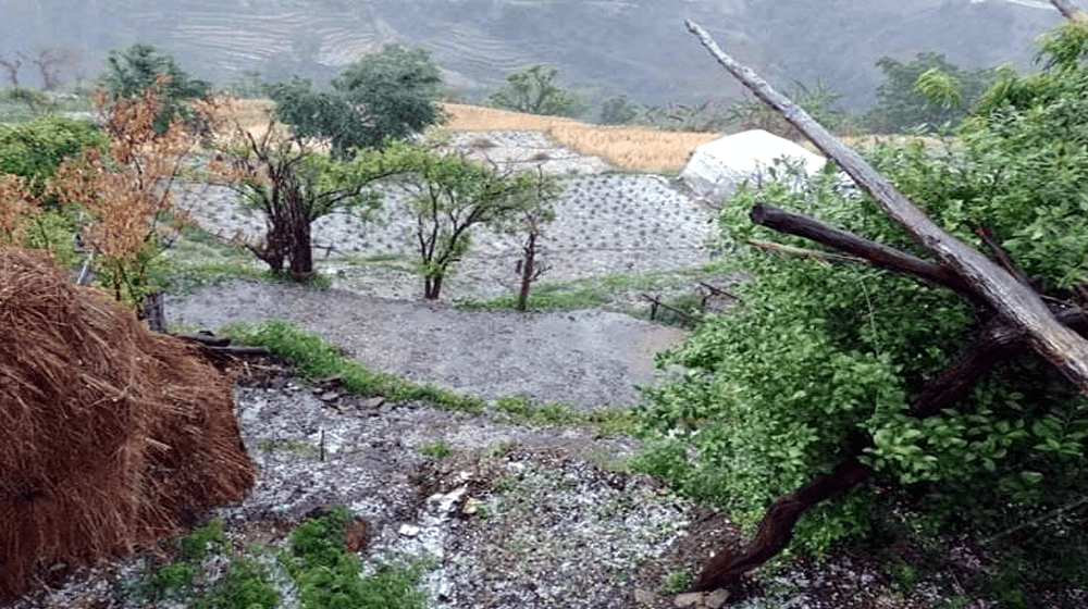 असिनाका कारण तरकारि नष्ट, डडेल्धुराका किसान निरास (फोटो कथा)